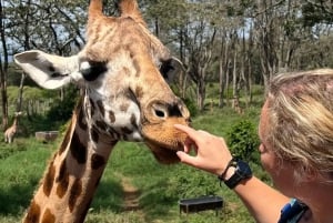 Day Tour to Giraffe Center and Karen Blixen Museum