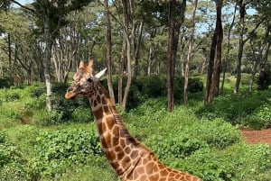 Dagstur till Giraffe Center och Karen Blixen Museum