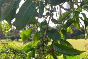 Dagstur till Giraffe Center och Karen Blixen Museum