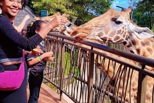 Dagstur till Giraffe Center och Karen Blixen Museum