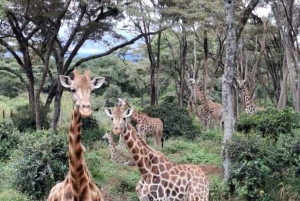 Dagstur till Giraffe Center och Karen Blixen Museum
