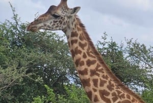 Dagstur till Giraffe Center och Karen Blixen Museum