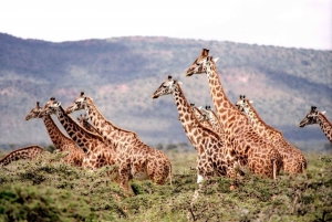 Day tour to Giraffe, Elephant and Nairobi National park