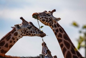 Day tour to Giraffe, Elephant and Nairobi National park