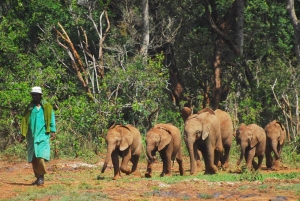 Day tour to Giraffe, Elephant and Nairobi National park