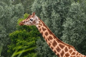 Day tour to Giraffe, Elephant and Nairobi National park