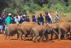 Day tour to Giraffe, Elephant and Nairobi National park