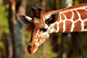 Day tour to Giraffe, Elephant and Nairobi National park