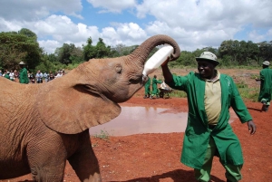 Day tour to Giraffe, Elephant and Nairobi National park