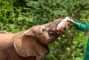 Day tour to Giraffe, Elephant and Nairobi National park