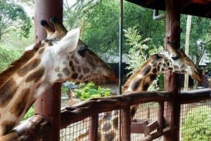 Day tour to Giraffe, Elephant and Nairobi National park
