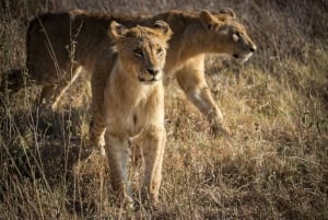 Day tour to Giraffe, Elephant and Nairobi National park