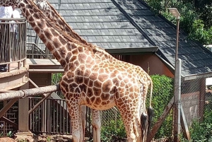 TOUR TO KAREN BLIXEN, GIRAFFE CENTRE & LUNCH AT CARNIVORE