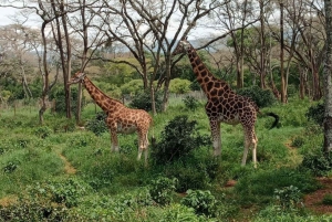 TOUR TO KAREN BLIXEN, GIRAFFE CENTRE & LUNCH AT CARNIVORE