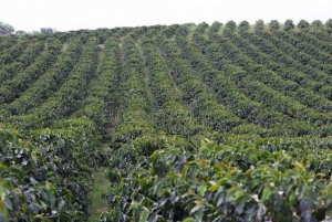 Jednodniowa wycieczka na farmę herbaty Kiambethu w Limuru