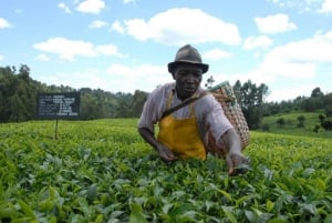 Tour di un giorno alla fattoria del tè di Kiambethu