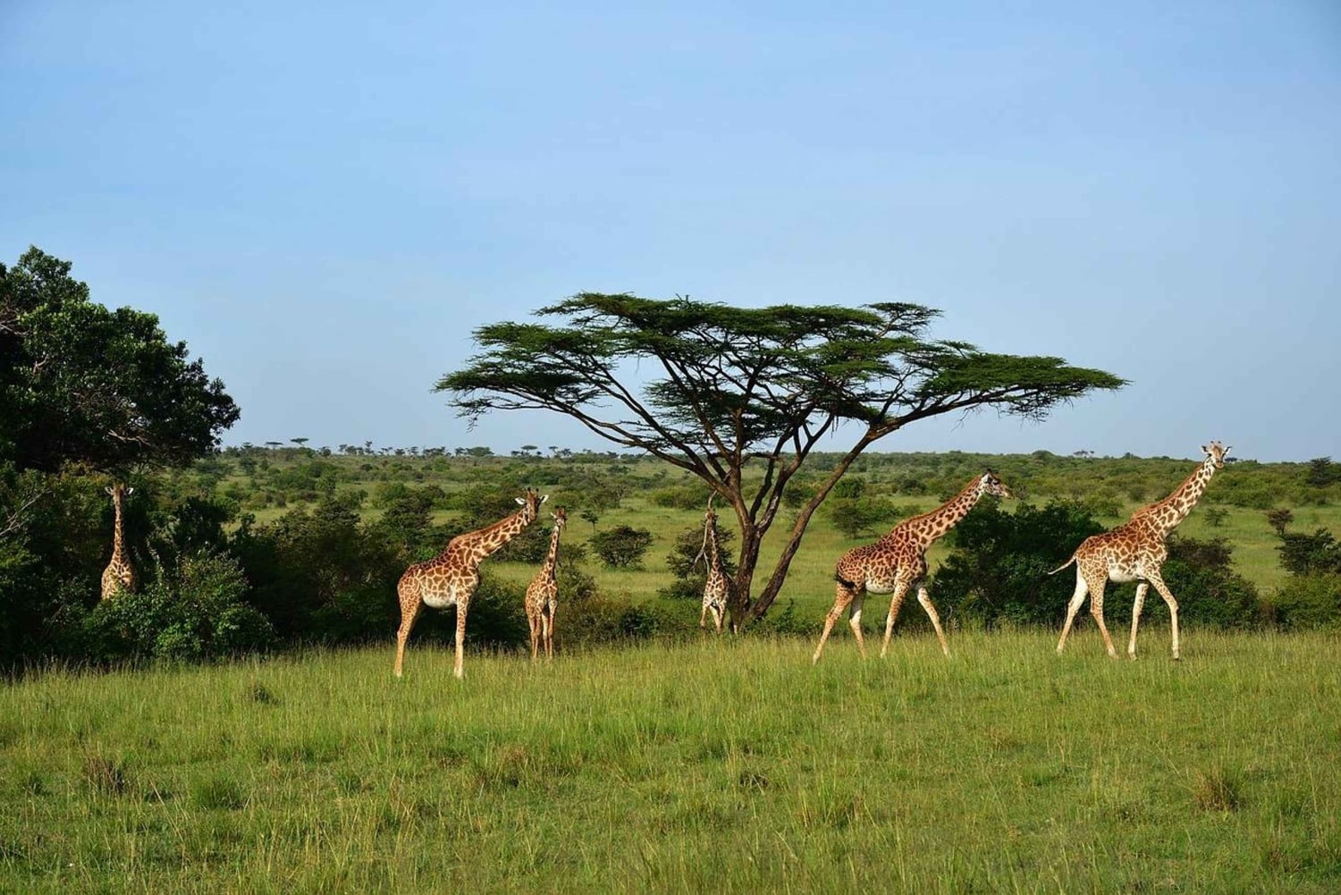 Dagstur til Maasai Mara viltreservat fra Nairobi