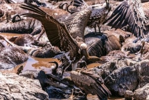 Dagtocht naar het Maasai Mara wildreservaat vanuit Nairobi