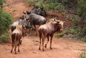 Dagtocht naar het Maasai Mara wildreservaat vanuit Nairobi