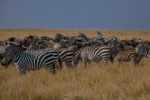 Dagtocht naar het Maasai Mara wildreservaat vanuit Nairobi