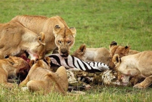 Jednodniowa wycieczka do rezerwatu dzikich zwierząt Maasai Mara z Nairobi.