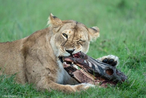 Jednodniowa wycieczka do rezerwatu dzikich zwierząt Maasai Mara z Nairobi.