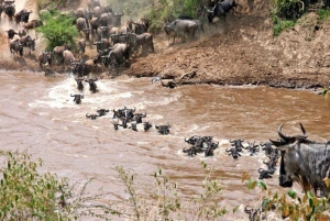 Jednodniowa wycieczka do rezerwatu dzikich zwierząt Maasai Mara z Nairobi.