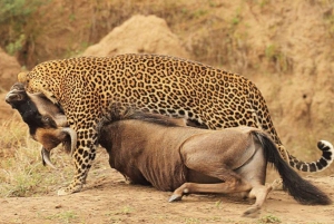 Jednodniowa wycieczka do rezerwatu dzikich zwierząt Maasai Mara z Nairobi.