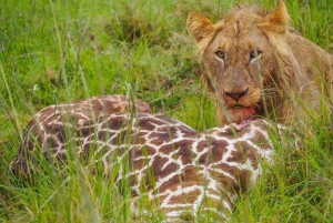 Jednodniowa wycieczka do rezerwatu dzikich zwierząt Maasai Mara z Nairobi.