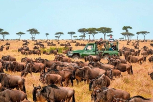 Jednodniowa wycieczka do rezerwatu dzikich zwierząt Maasai Mara z Nairobi.