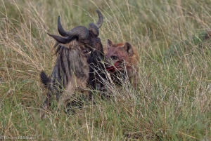 Jednodniowa wycieczka do rezerwatu dzikich zwierząt Maasai Mara z Nairobi.