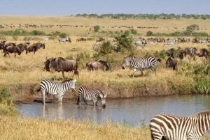 Jednodniowa wycieczka do rezerwatu dzikich zwierząt Maasai Mara z Nairobi.