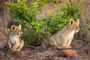 Jednodniowa wycieczka do rezerwatu dzikich zwierząt Maasai Mara z Nairobi.