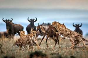 Jednodniowa wycieczka do rezerwatu dzikich zwierząt Maasai Mara z Nairobi.