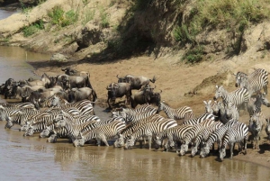 Jednodniowa wycieczka do rezerwatu dzikich zwierząt Maasai Mara z Nairobi.