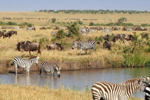 Jednodniowa wycieczka do rezerwatu dzikich zwierząt Maasai Mara z Nairobi.