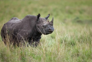Jednodniowa wycieczka do rezerwatu dzikich zwierząt Maasai Mara z Nairobi.