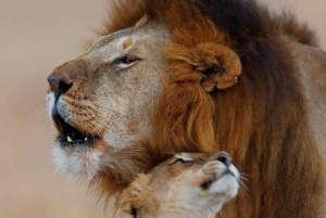 Jednodniowa wycieczka do rezerwatu dzikich zwierząt Maasai Mara z Nairobi.