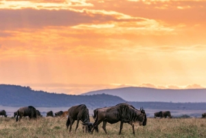 Dagstur til Maasai Mara viltreservat fra Nairobi