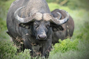 Day Tour To Maasai Mara Reserve from Nairobi