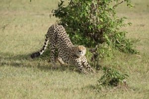 Day Tour To Maasai Mara Reserve from Nairobi