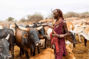 ナイロビ発マサイ村への日帰りツアー