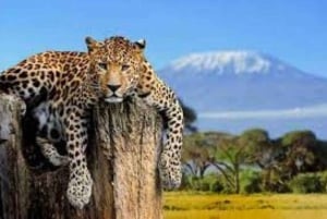 Tour di un giorno al Monte Kenya