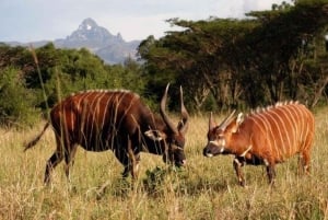 Tour di un giorno al Monte Kenya