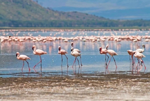 Day Tour to Nakuru National Park