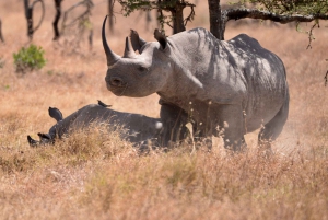 Dagtocht naar Ol pejeta Conservancy vanuit Nairobi