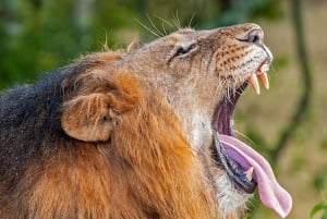 Dagtocht naar Ol pejeta Conservancy vanuit Nairobi