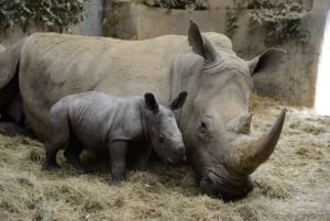 Day Tour To Ol Pejeta Conservancy From Nairobi