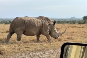 Day Tour To Ol Pejeta Conservancy From Nairobi