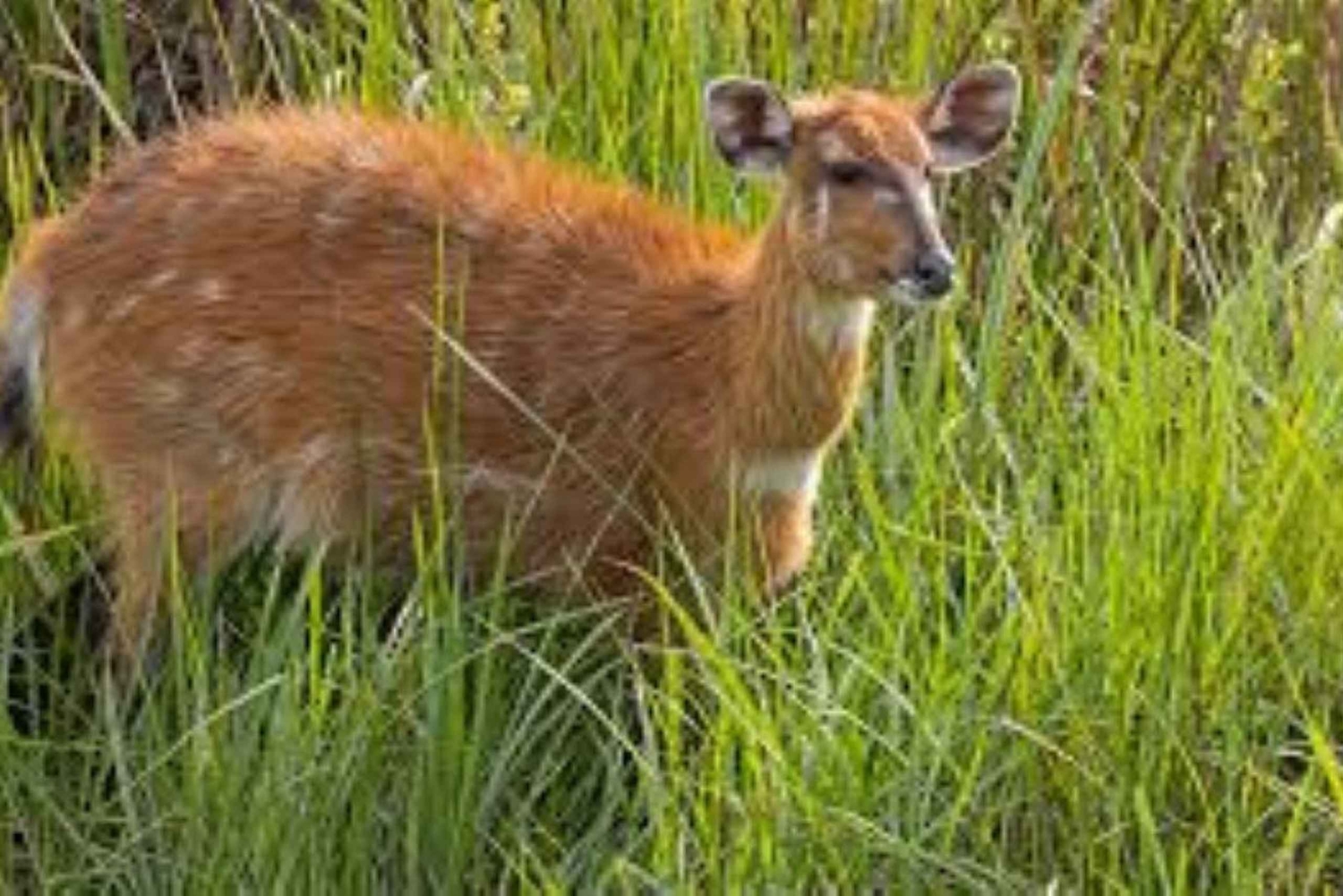 Dagstur till Saiwa Swamp National Park från Kitale